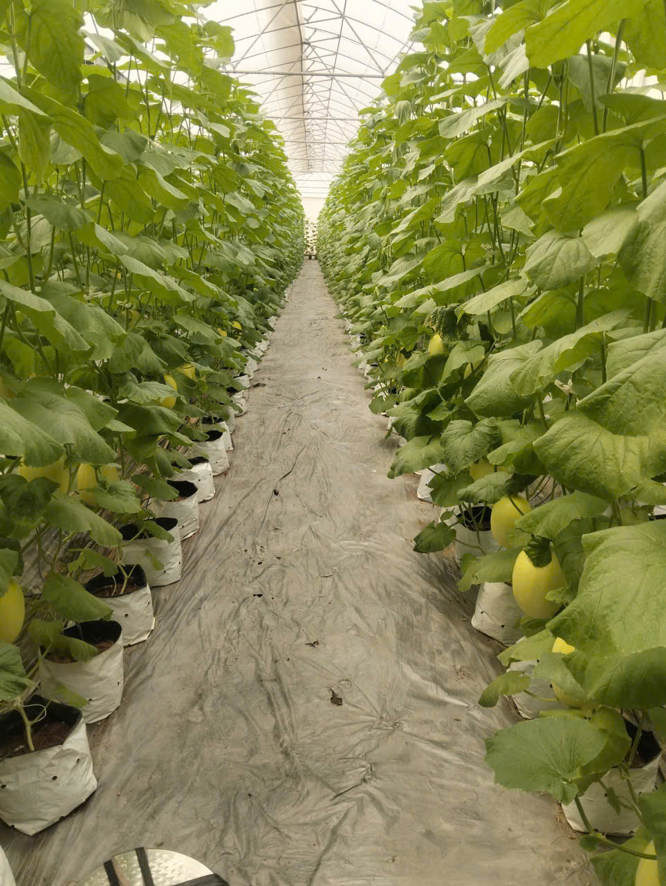 HOẠT ĐỘNG THAM HỢP TÁC XÃ TIÊU BIỂU – CHÀO MỪNG 80 NĂM NGÀY BÁC HỒ KÊU GỌI ĐIỀN CHỦ, NÔNG GIA THAM GIA HỢP TÁC XÃ